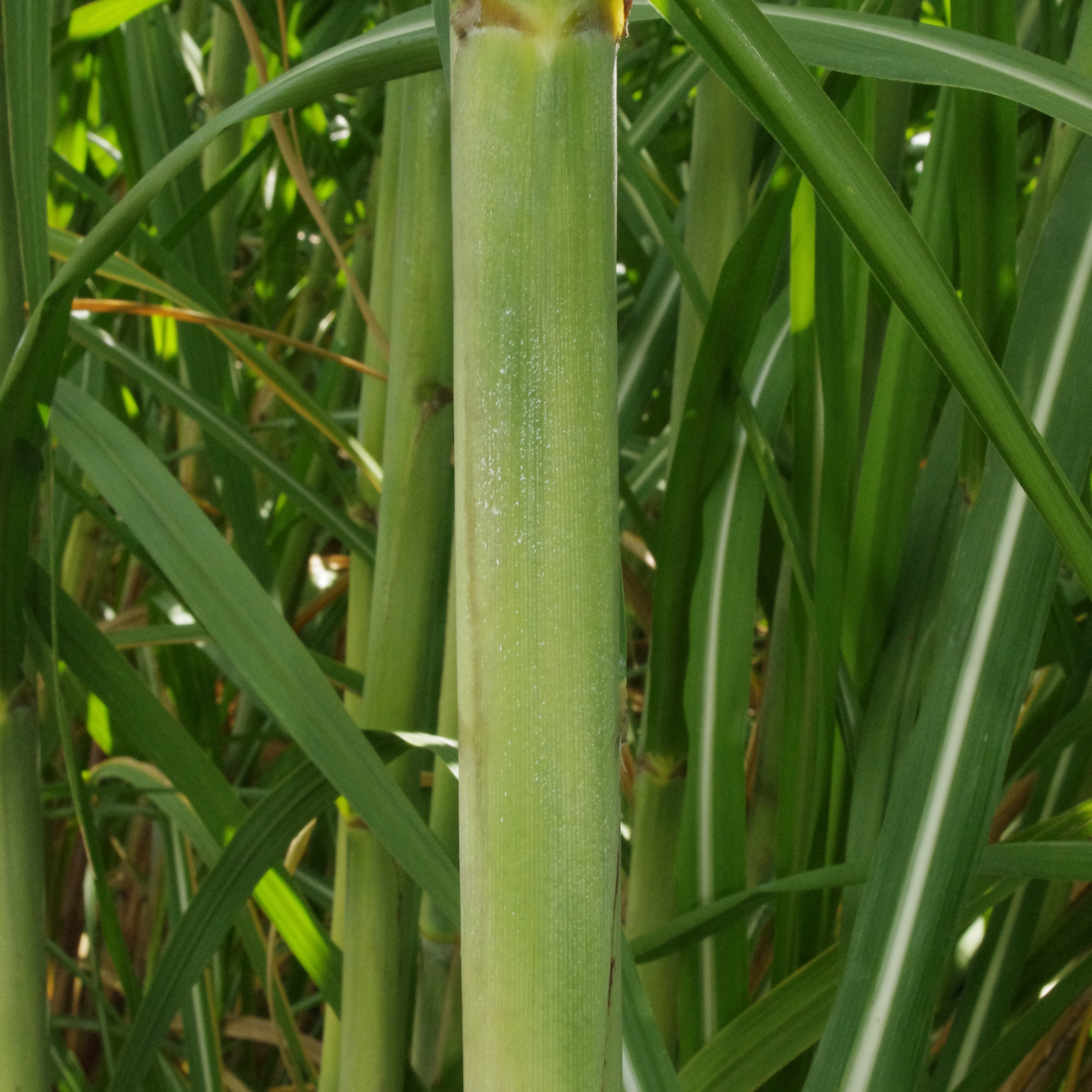 Leaf sheath – Very little wax and no pubescence (hairs).